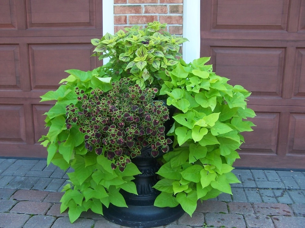Annual/Perennials around Pool by Garden Designs By Jacqueline, Llc. - Photo 4