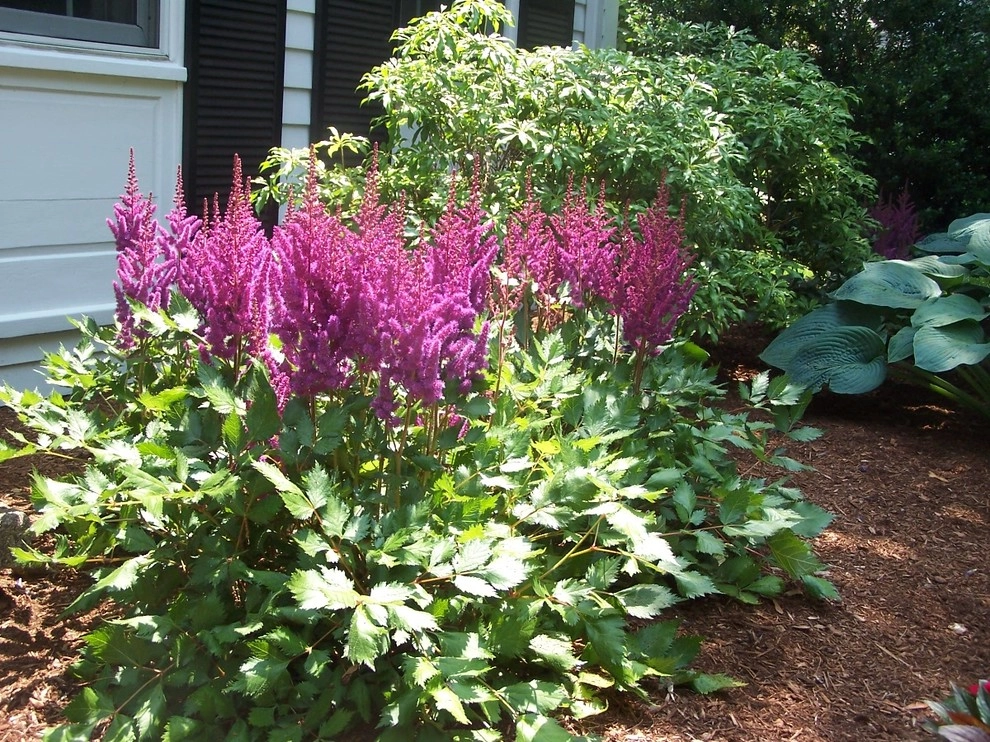 Rugby by Garden Designs By Jacqueline, Llc. - Photo 6