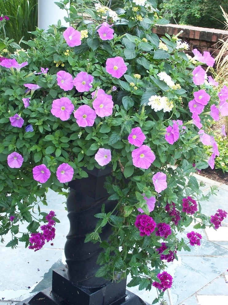 Garden Designs By Jacqueline, Llc. - Photo 9