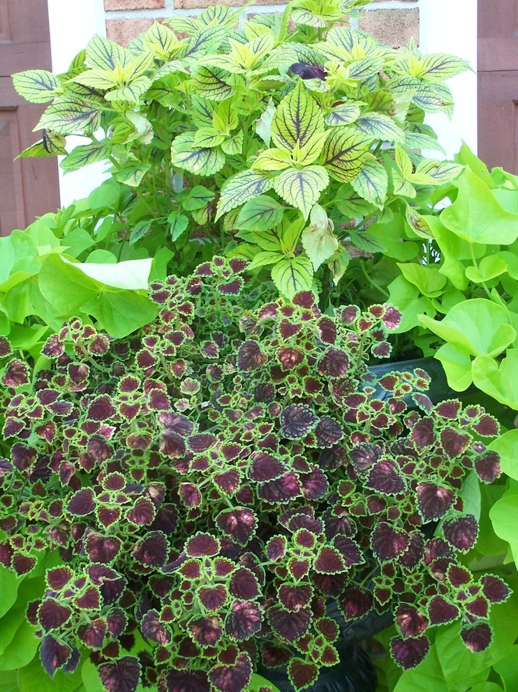 Annual/Perennials around Pool by Garden Designs By Jacqueline, Llc. - Photo 6