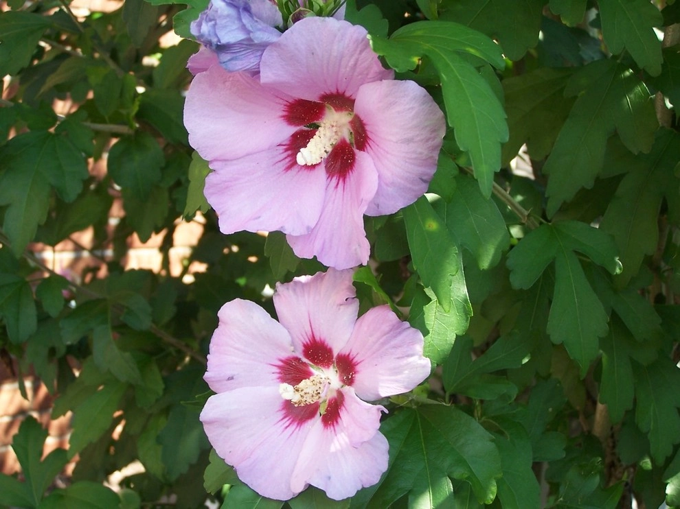 Annual/Perennials around Pool by Garden Designs By Jacqueline, Llc. - Photo 3