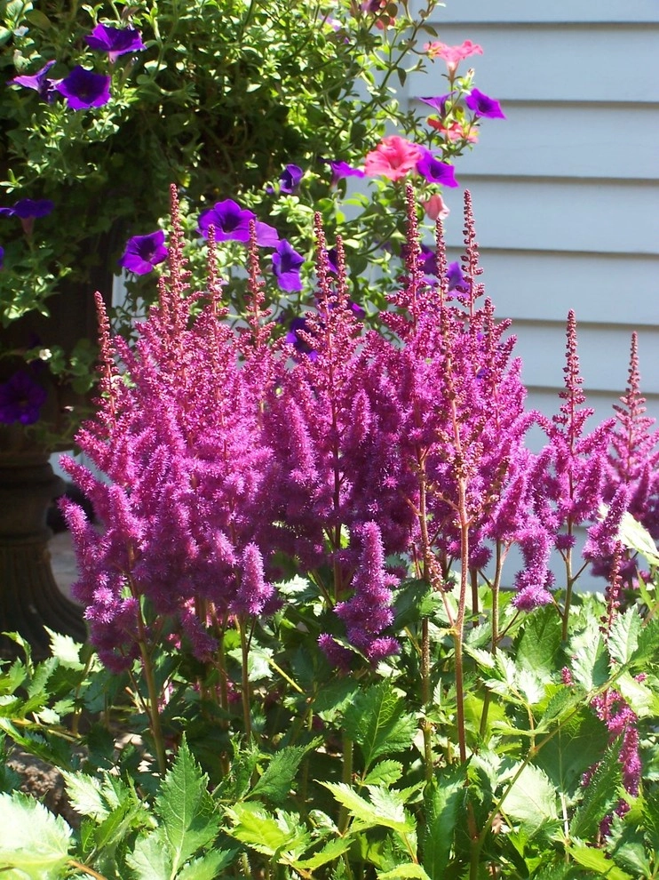 Rugby by Garden Designs By Jacqueline, Llc. - Photo 2