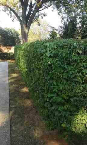 Alberto Alavez Professional Lawn Services LLC 4 by Alberto Alavez Professional Lawn Services LLC - Photo 74