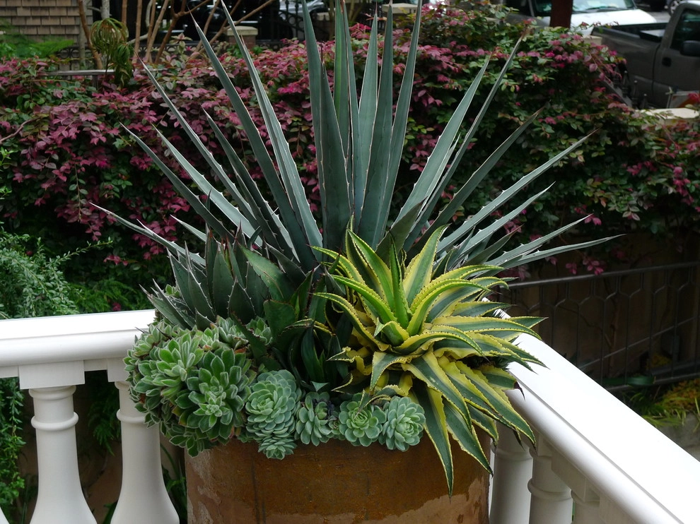 Container gardens by Garden Fantasia - Photo 7