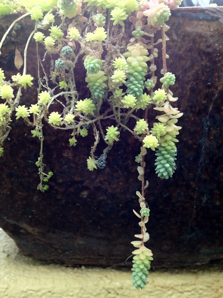 Container gardens by Garden Fantasia - Photo 31