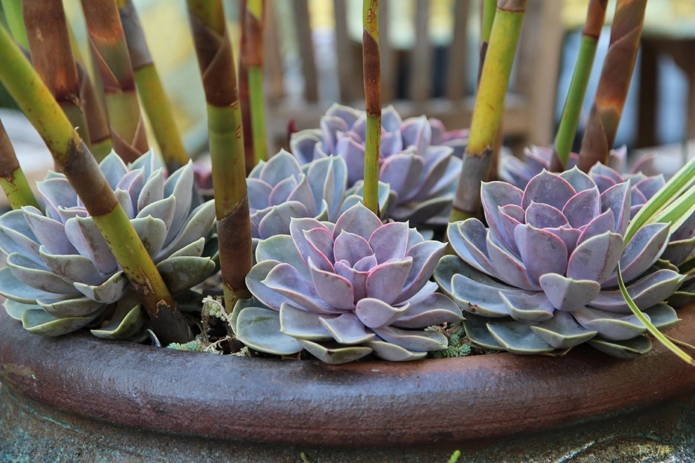 Container gardens by Garden Fantasia - Photo 6