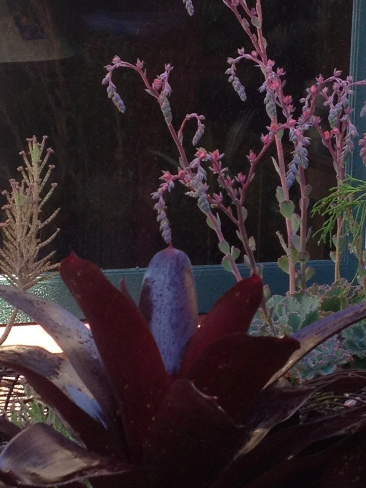 Container gardens by Garden Fantasia - Photo 35