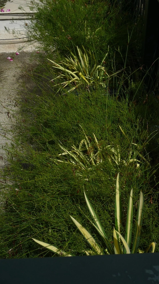 Container gardens by Garden Fantasia - Photo 43