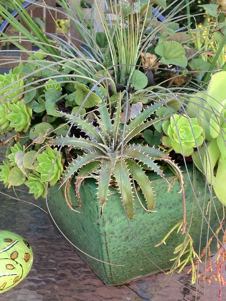 Container gardens by Garden Fantasia - Photo 17