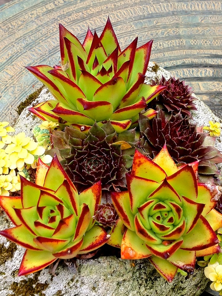 Container gardens by Garden Fantasia - Photo 9