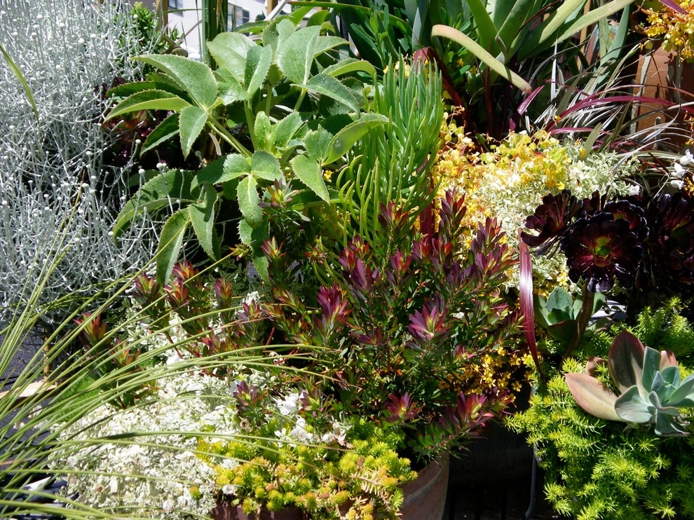Container gardens by Garden Fantasia - Photo 23