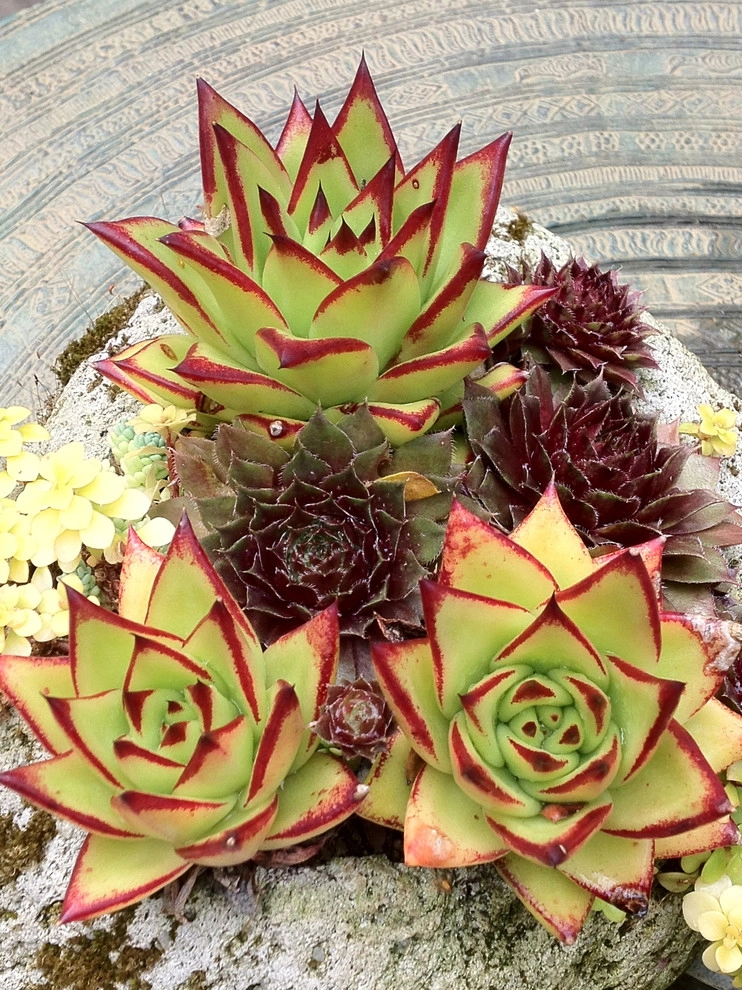 Container gardens by Garden Fantasia - Photo 41