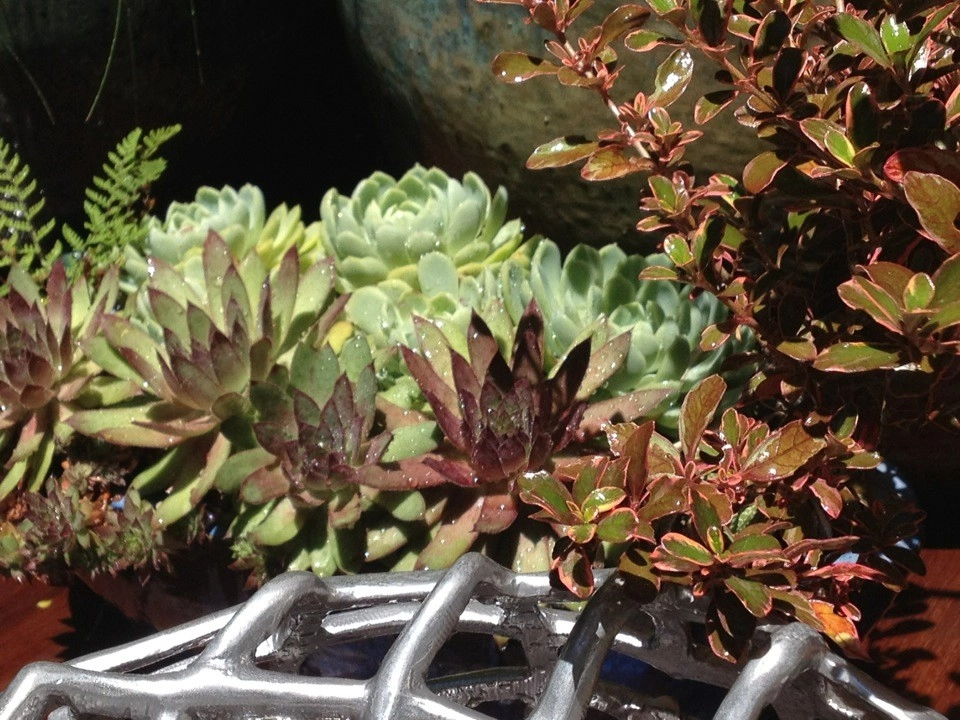 Container gardens by Garden Fantasia - Photo 42