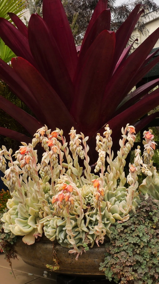 Container gardens by Garden Fantasia - Photo 20