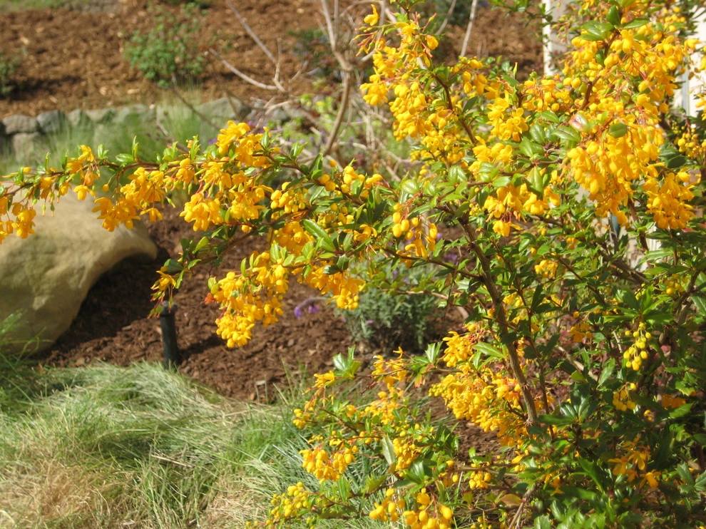 Moraga by Garden Nest Residential Landscape - Photo 4