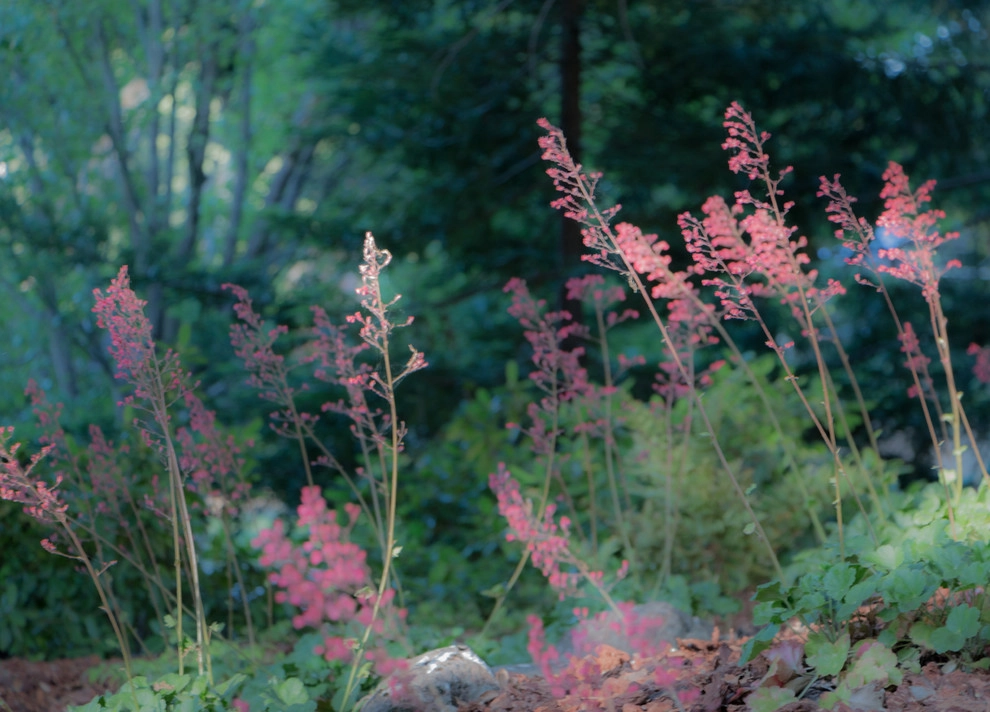 Orinda 4 by Garden Nest Residential Landscape - Photo 7