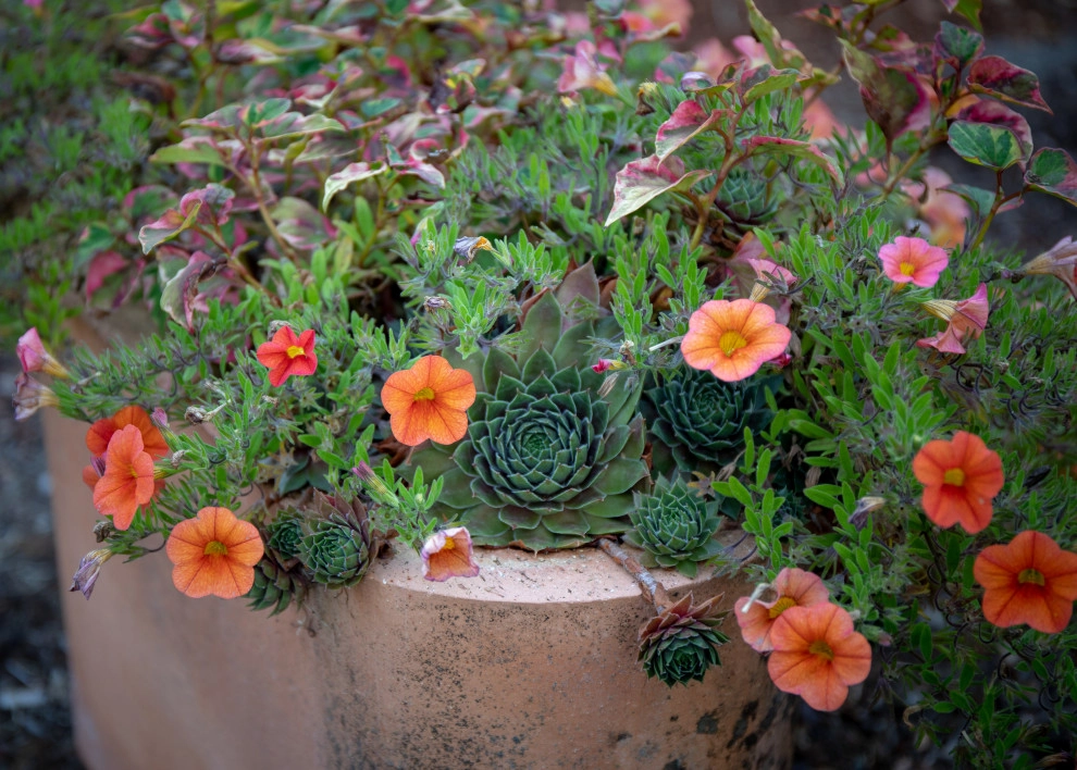 Mid-century Modern by Garden Nest Residential Landscape - Photo 6