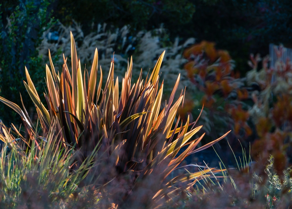 Orinda 2 by Garden Nest Residential Landscape - Photo 12