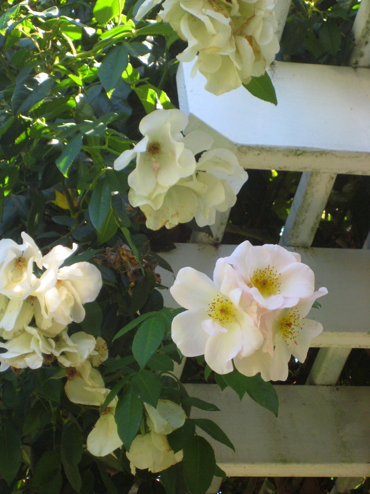Orinda by Garden Nest Residential Landscape - Photo 5