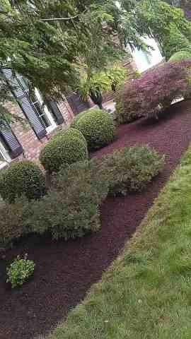 Alberto Alavez Professional Lawn Services LLC 4 by Alberto Alavez Professional Lawn Services LLC - Photo 105