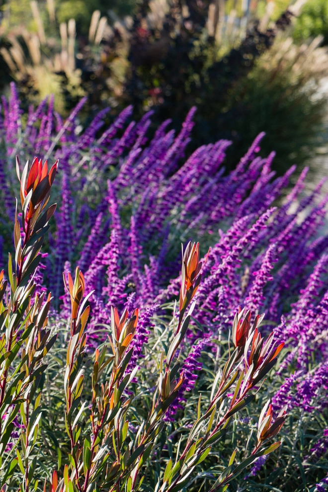 Orinda 2 by Garden Nest Residential Landscape - Photo 13