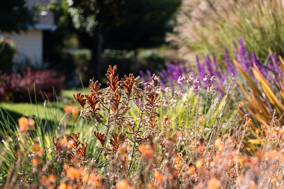 Orinda 2 by Garden Nest Residential Landscape - Photo 6