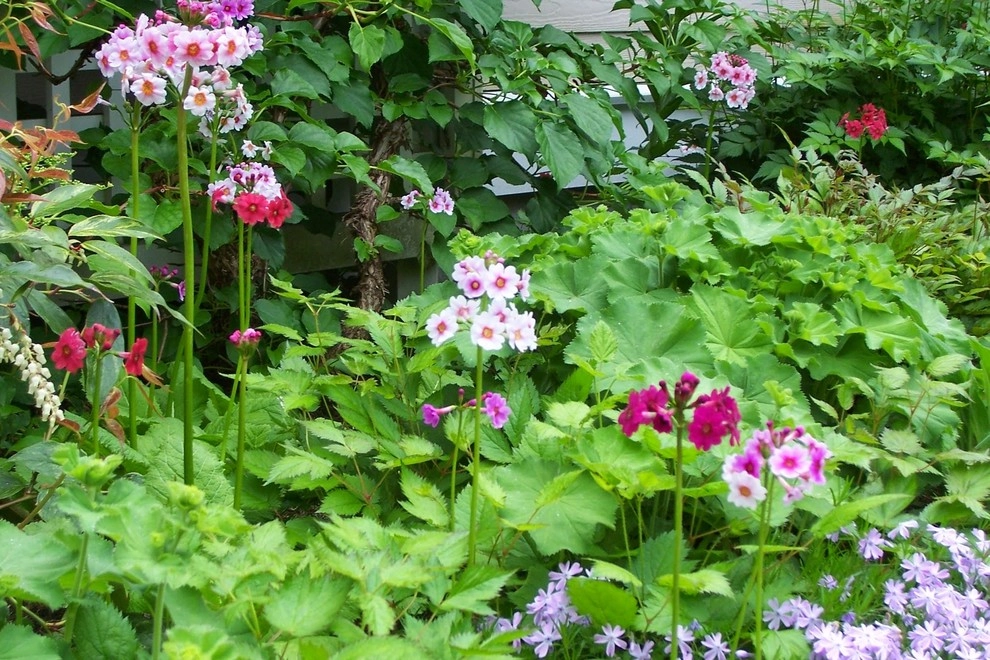 Garden Vignettes - Photo 4