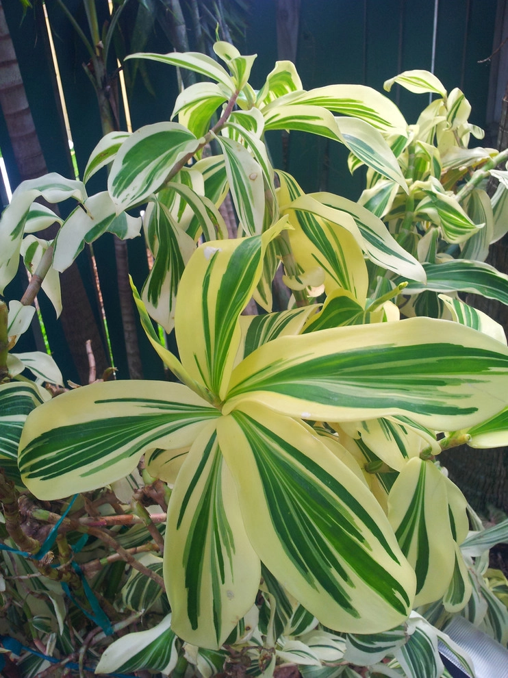 Tropical Paradise - Backyard Makeover by Gardening Angel - Photo 11
