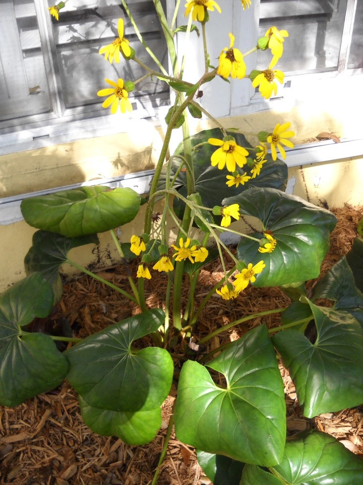 Shade Garden by Gardening Angel - Photo 6