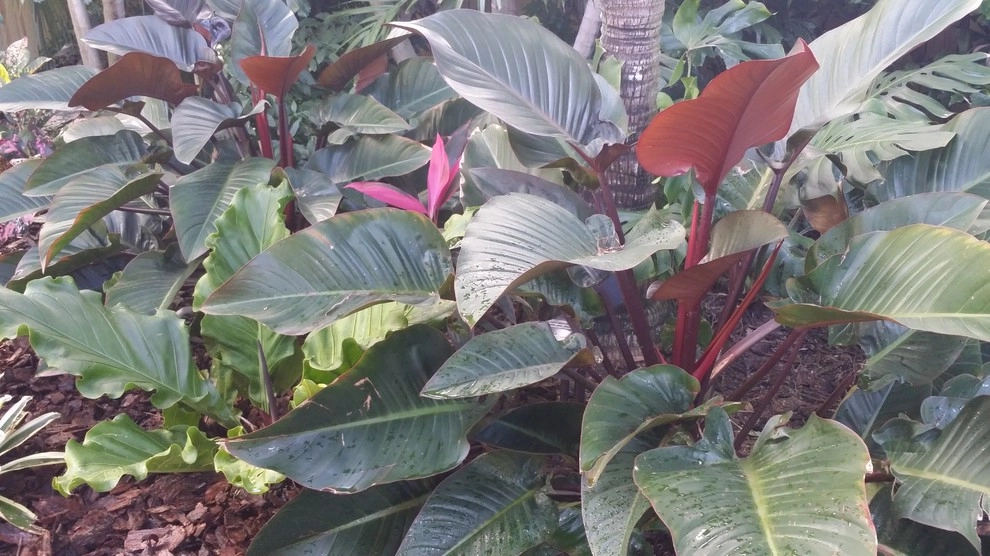 Tropical Paradise - Backyard Makeover by Gardening Angel - Photo 6