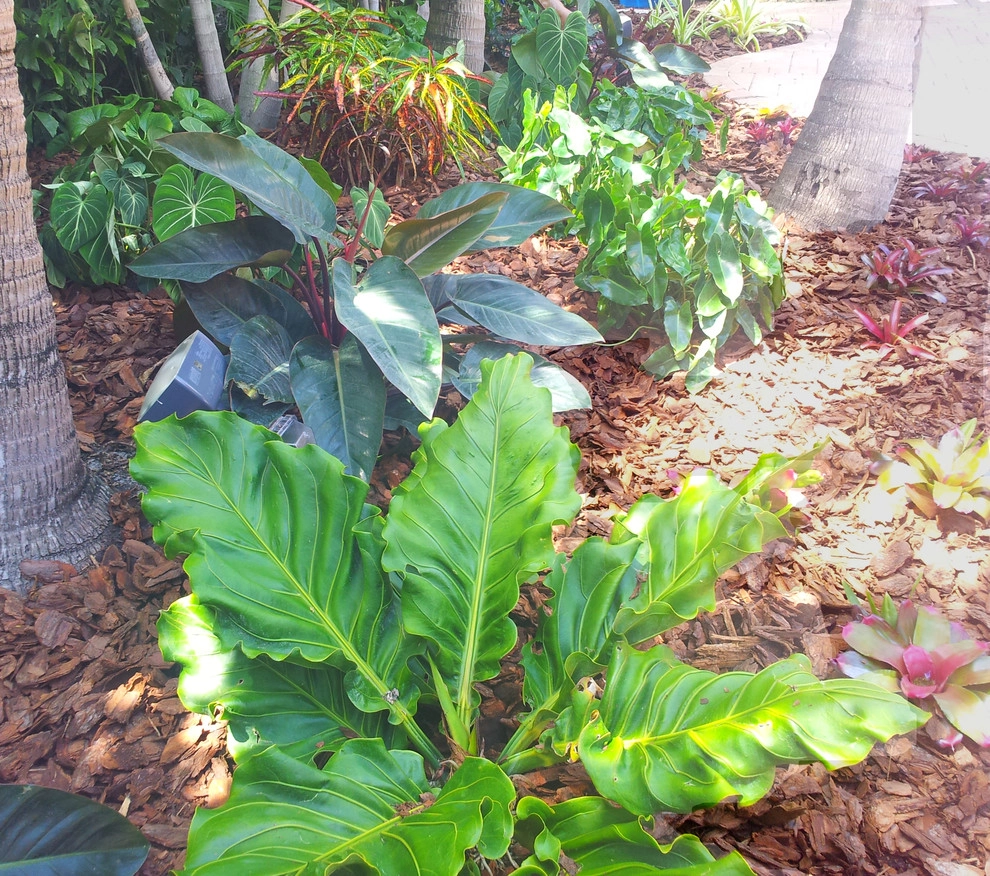 Tropical Paradise - Backyard Makeover by Gardening Angel - Photo 15