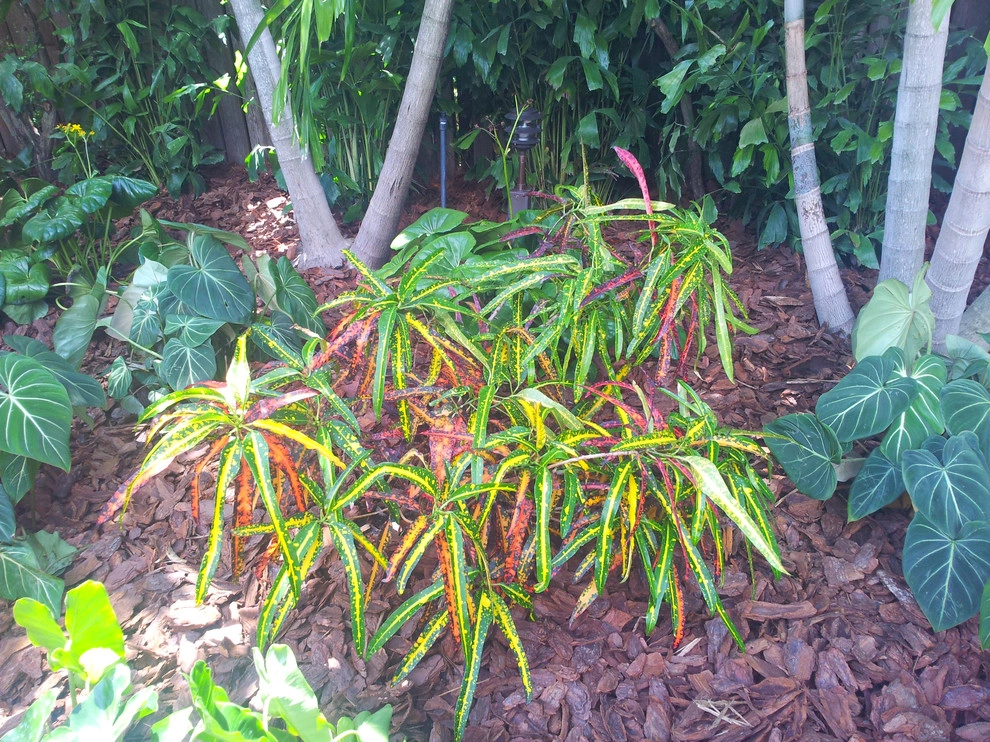 Tropical Paradise - Backyard Makeover by Gardening Angel - Photo 13