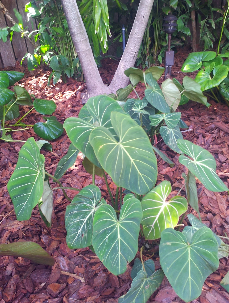 Tropical Paradise - Backyard Makeover by Gardening Angel - Photo 8