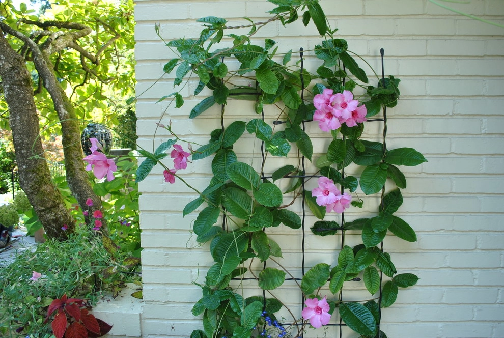 Magnolia Traditional Garden by Gardening GaGa - Photo 5