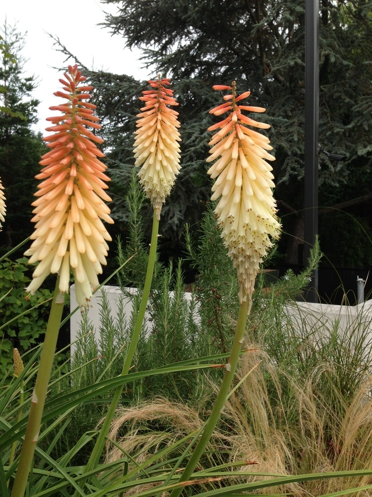 Medina Garden by Gardening GaGa - Photo 15