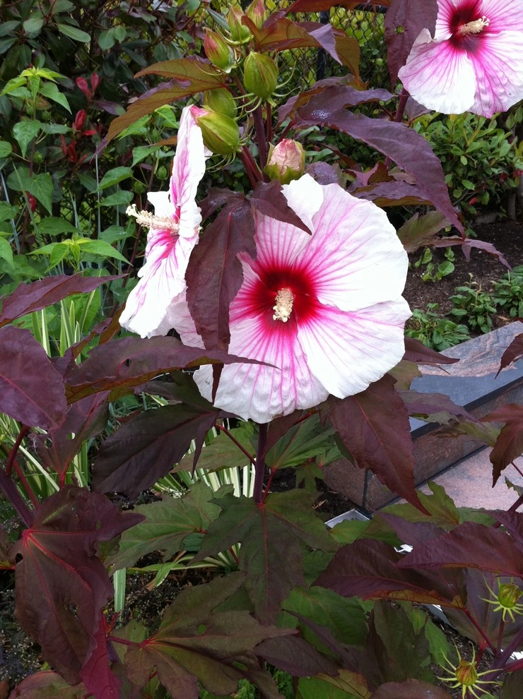 Medina Garden by Gardening GaGa - Photo 13