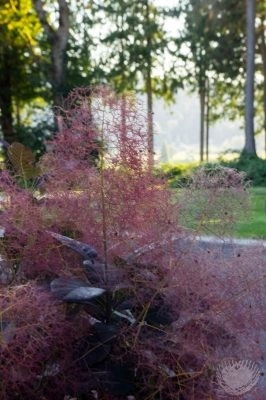 Nicole's Entry Gardens by Gardens ALIVE Design - Photo 18