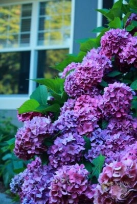 Nicole's Entry Gardens by Gardens ALIVE Design - Photo 5