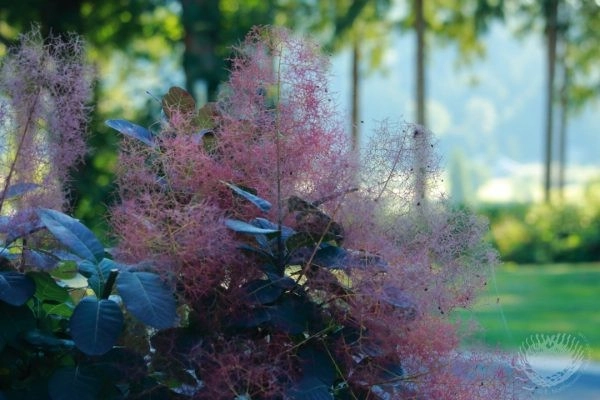 Nicole's Entry Gardens by Gardens ALIVE Design - Photo 16