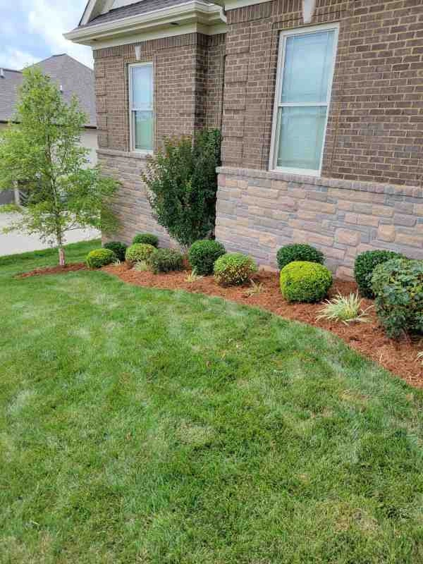Alberto Alavez Professional Lawn Services LLC 4 by Alberto Alavez Professional Lawn Services LLC - Photo 81