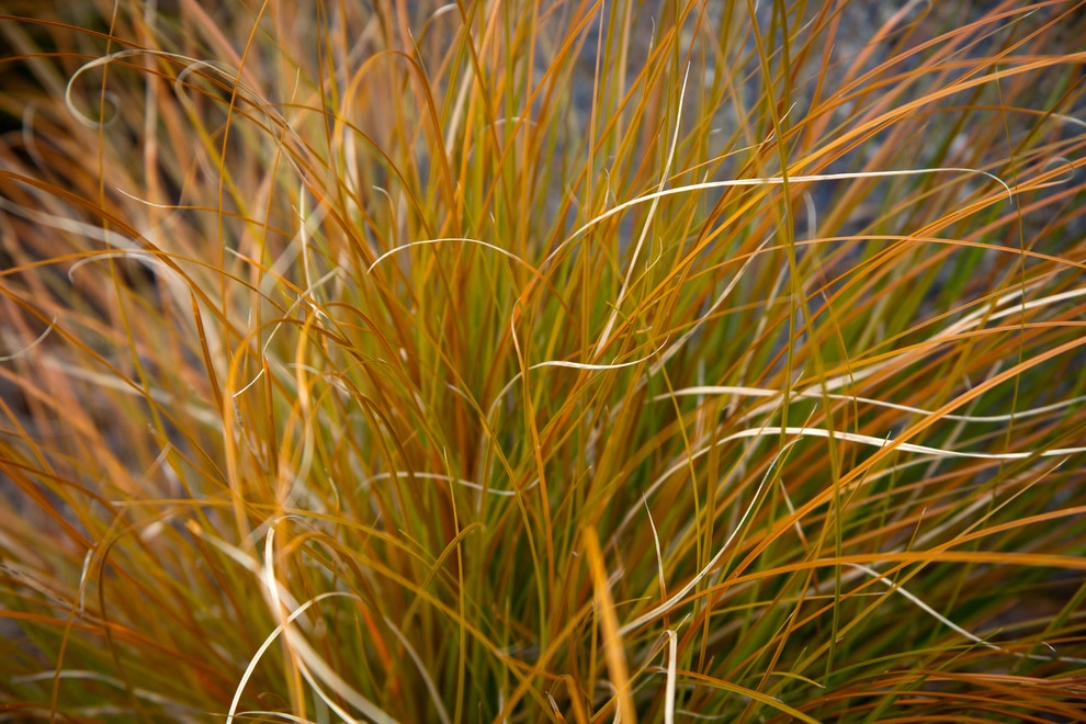Margie's Entry Landscape by Gardens ALIVE Design - Photo 6