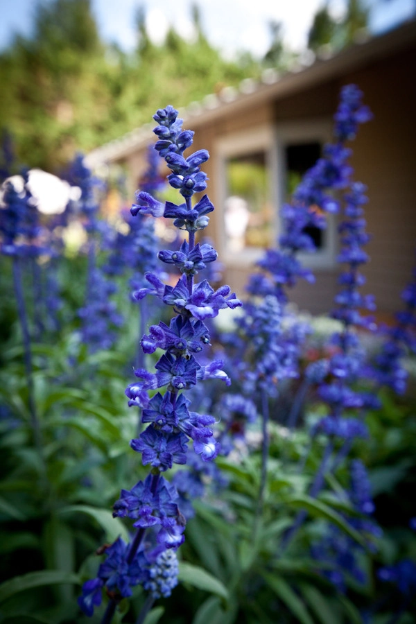 Diane's Patio & Containers by Gardens ALIVE Design - Photo 3