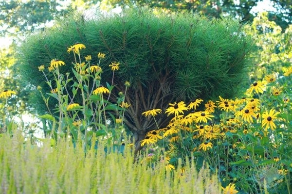 Nicole's Entry Gardens by Gardens ALIVE Design - Photo 12