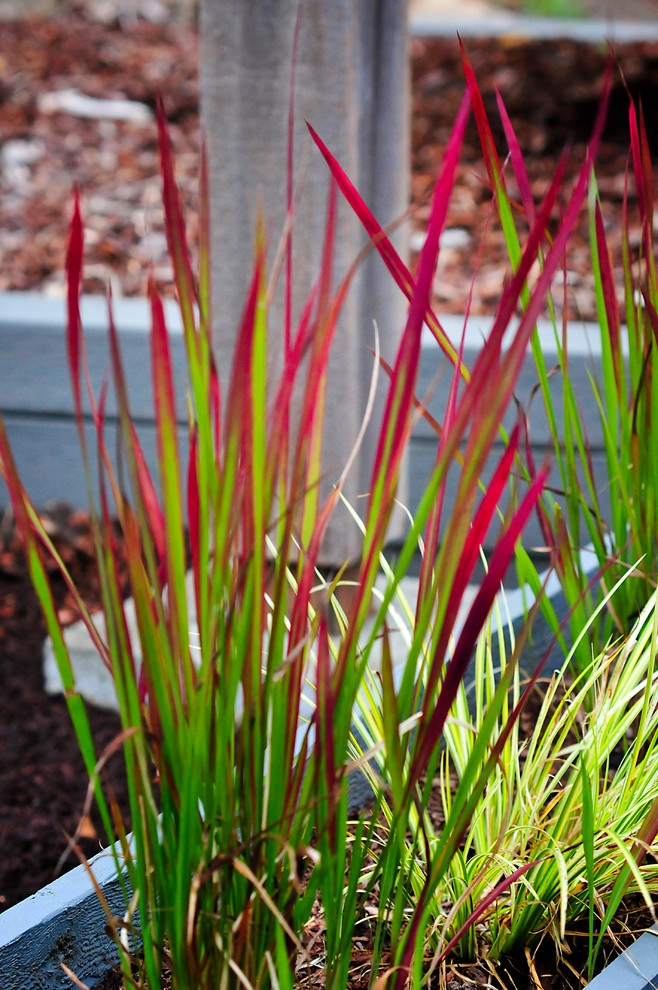 Ed's Artful Entry Landscape by Gardens ALIVE Design - Photo 5