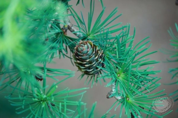 Michelle's Entry Landscape by Gardens ALIVE Design - Photo 9