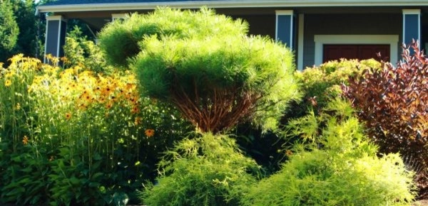 Nicole's Entry Gardens by Gardens ALIVE Design - Photo 7