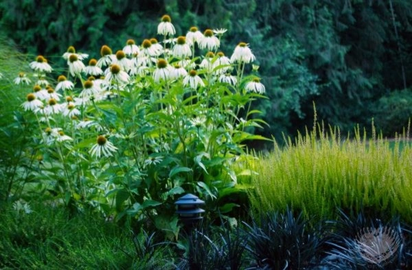 Michelle's Entry Landscape by Gardens ALIVE Design - Photo 10