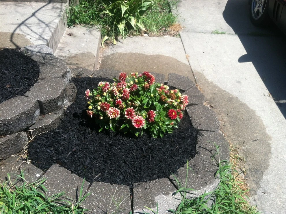 Dr. D Lawn Care - Photo 7