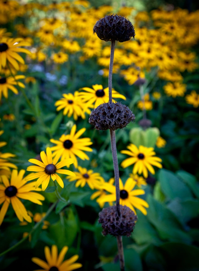 Diane's Patio & Containers by Gardens ALIVE Design - Photo 9