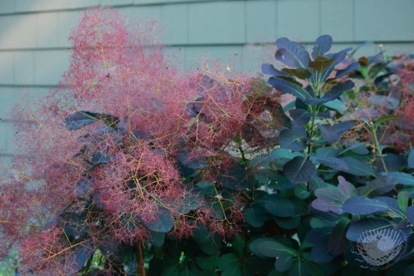 Nicole's Entry Gardens by Gardens ALIVE Design - Photo 15